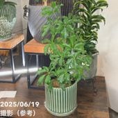 現品お届け】アンスリウム cf ベッセアエ Anthurium cf. besseae 4号