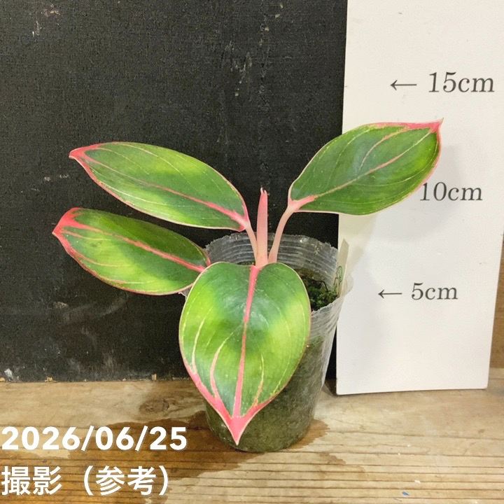 観葉・多肉,アグラオネマの購入なら赤塚植物園オンライン 花の音｜花苗
