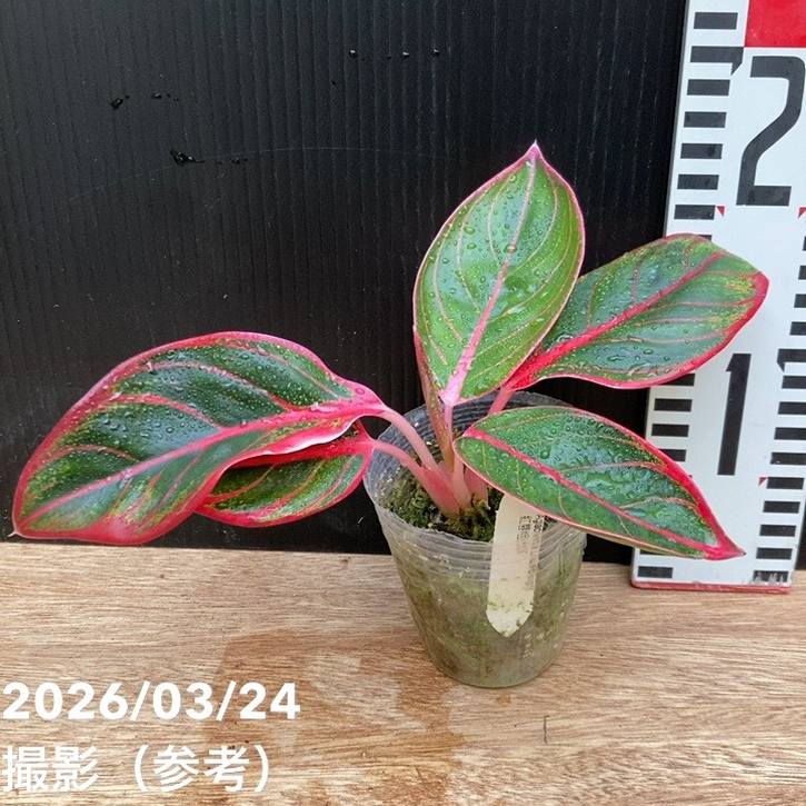 アグラオネマ 2.5号 ロータスディライト Aglaonema Lotus Dilight