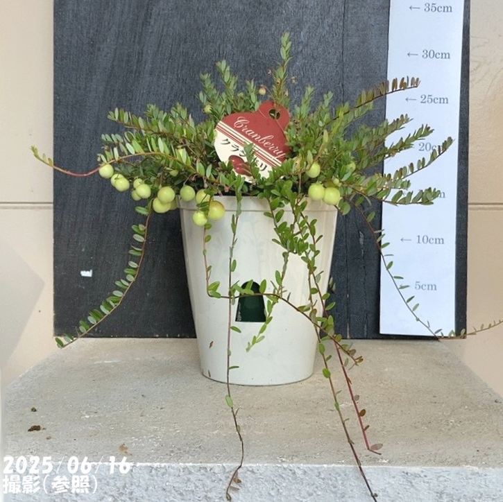 クランベリー 5号｜果樹04-PA