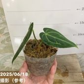アルカンタレア インペリアリス 'ルブラ' Alcantarea imperialis
