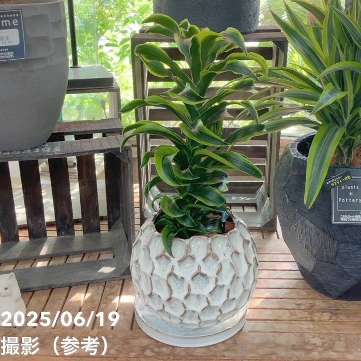 【現品お届け】赤塚オリジナルインテリアグリーン ドラセナ トルネード（OK16）｜手作04-PA