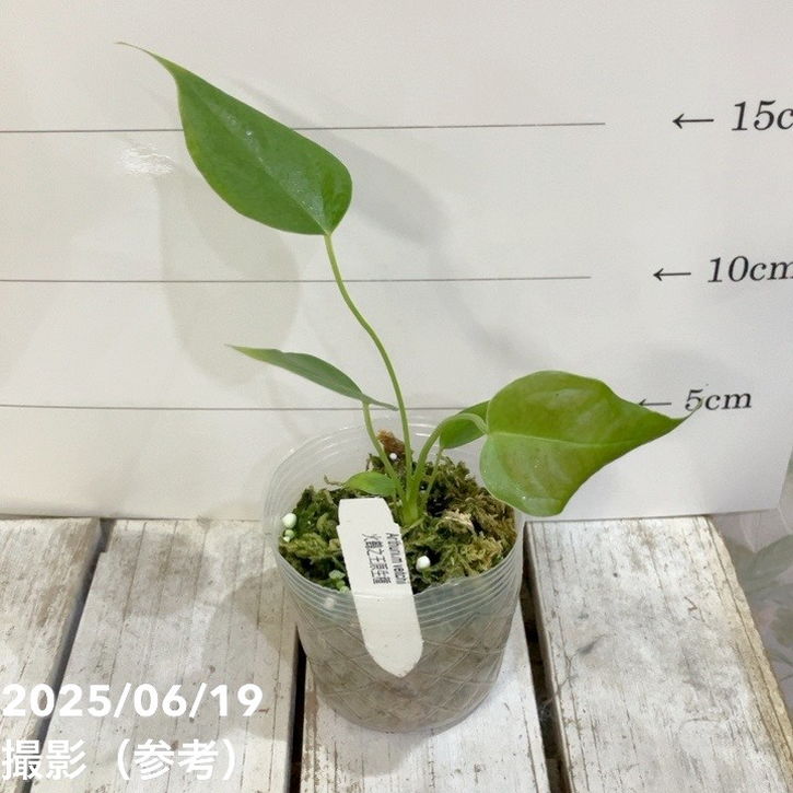 アンスリウム ベイチー Anthurium Veitchii 2.5号|観葉04-PA