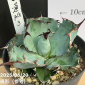 フィロデンドロン　フロリダビューティー　2.5号鉢ロング 楽天市場】【現品お届け】フィロデンドロン フロリダ