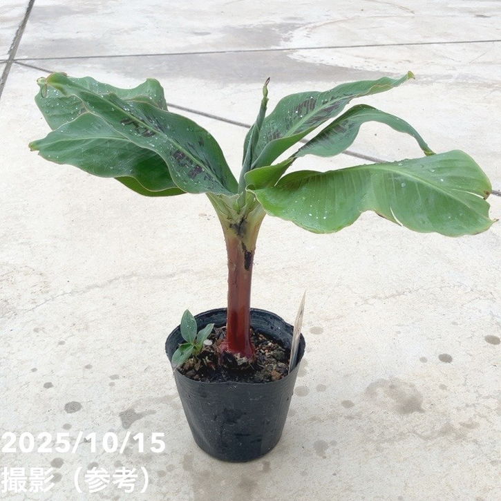 ドワーフモンキーバナナ 4.5号｜果樹10-TU