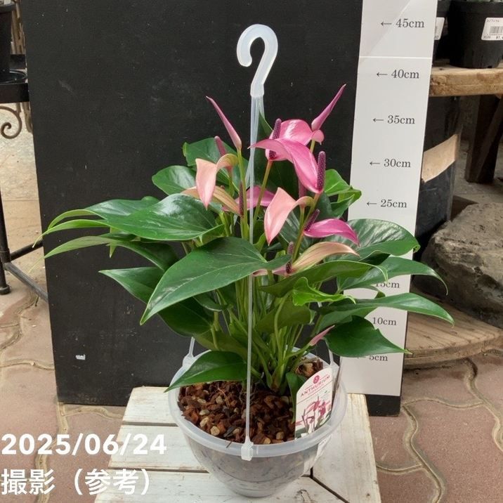 観葉・多肉,アンスリウムの購入なら赤塚植物園オンライン 花の音