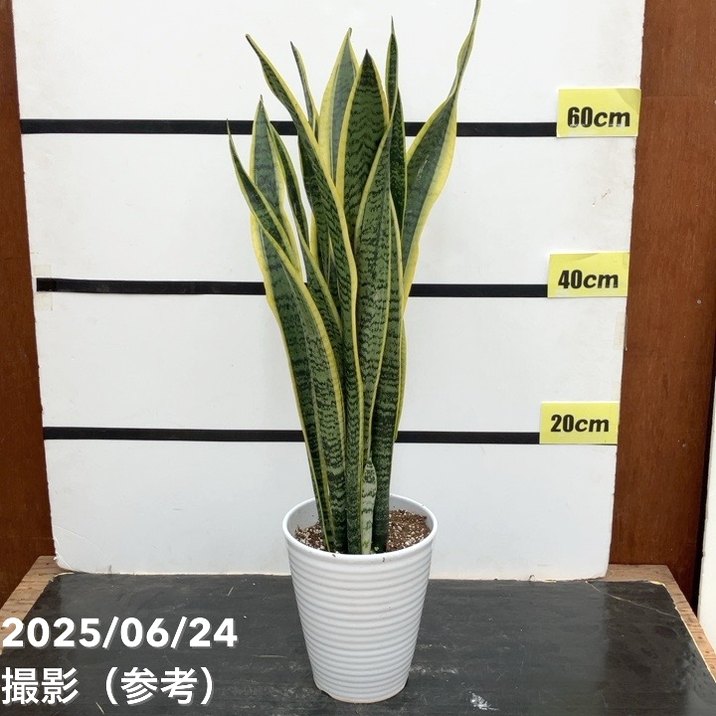 サンセベリア ダブルヘッド　（レア）中型 観葉植物 陶器鉢 お買い得価格！限定2鉢】サンスベリア 6号 ローレンチー 白陶器鉢仕様