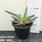 現品お届け】アグラオネマ ニティドゥム カーティシー Aglaonema