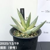 激レア‼️ アガベ　ホリダ　斑入り　鉢ごと 台湾産 【アガベ・ホリダ】 | BOKUTO