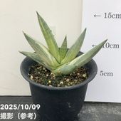 数量限定】サンスベリア 3.5号 ブラックキャッスル｜観葉02-D2 | 観葉