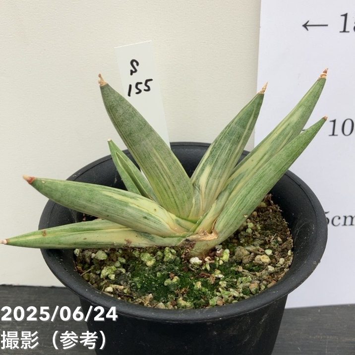 サンスベリア ユキオンナ Sansevieria Yuki Onna サンスベリア ユキオンナ Sansevieria Yuki Onna - メルカリ