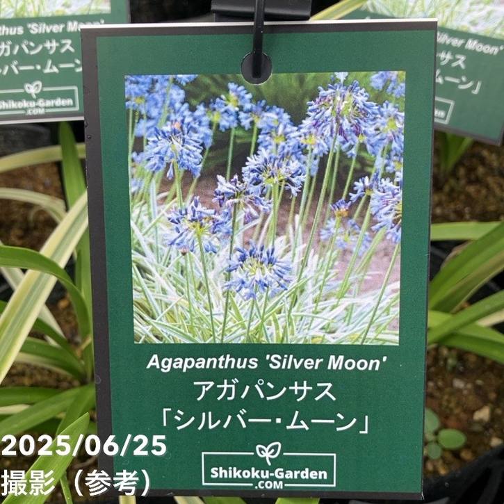 アガパンサス シルバームーン 4号|草花04-PA