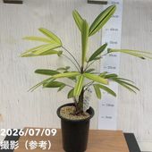 観音竹　白雪の宝　現品限り　激安 決算P5倍！10%OFF！8/2まで】観音竹 白雪の宝 4号｜観葉10-TU | 観葉