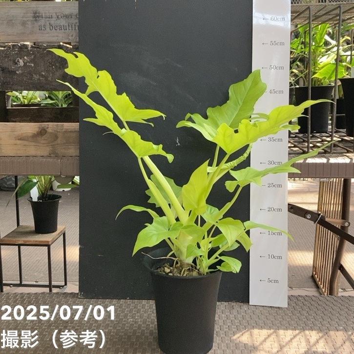 【現品お届け】フィロデンドロン ワーセルウィッシーフラバム 4号(MI7)|観葉04-PA