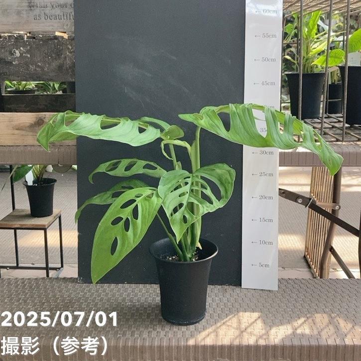 【現品お届け】モンステラ スケレート 4号(MI8)|観葉04-PA