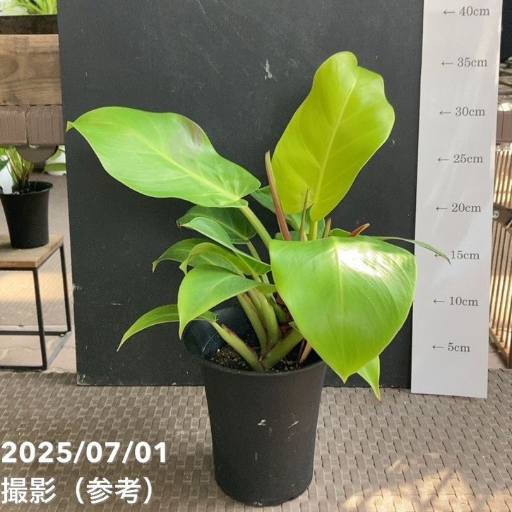 【現品お届け】フィロデンドロン イエローフレーム 4号（MI7）｜観葉04-PA