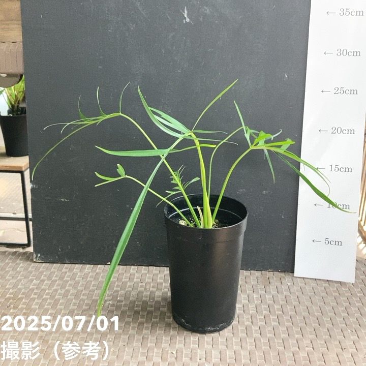 【現品お届け】フィロデンドロン ポリポディオイデス 3号 （MI11）｜観葉04-PA