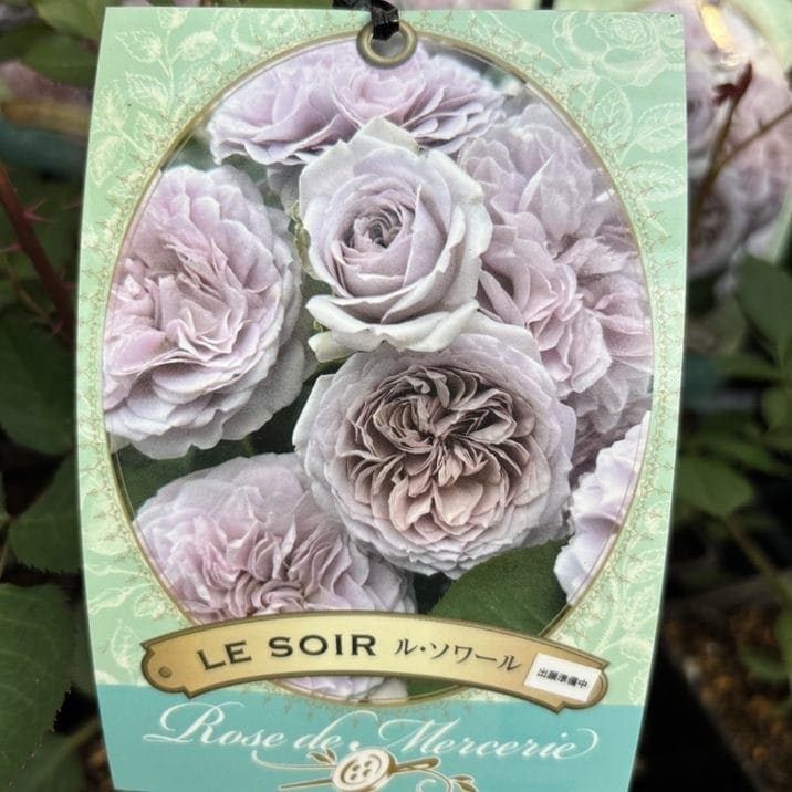 バラ中苗 ル・ソワール 6号ロングスリット 河本バラ園 河本麻記子さん ローズ・ドゥ・メルスリー｜花木04-PA