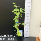 トウネズミモチ トリカラー 根巻き苗｜花木10-TU | 花木・庭木 | 赤塚