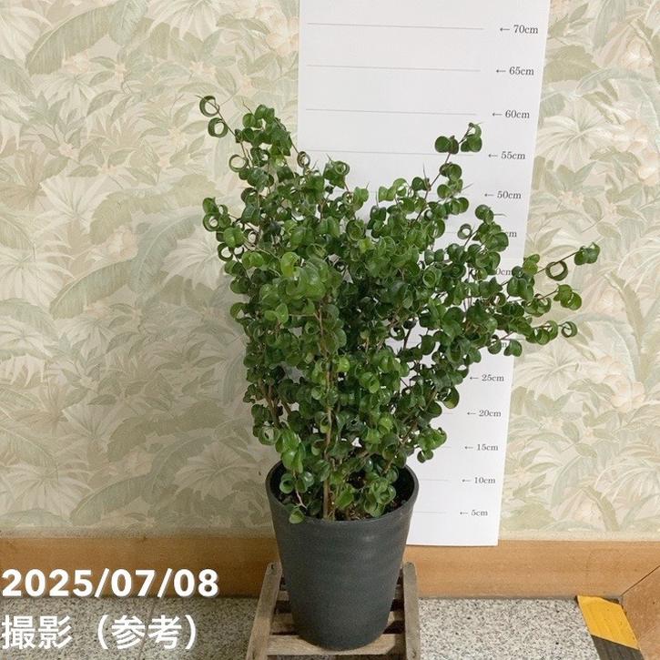 フィカス ベンジャミナ バロック 6号 PVP｜観葉04-PA