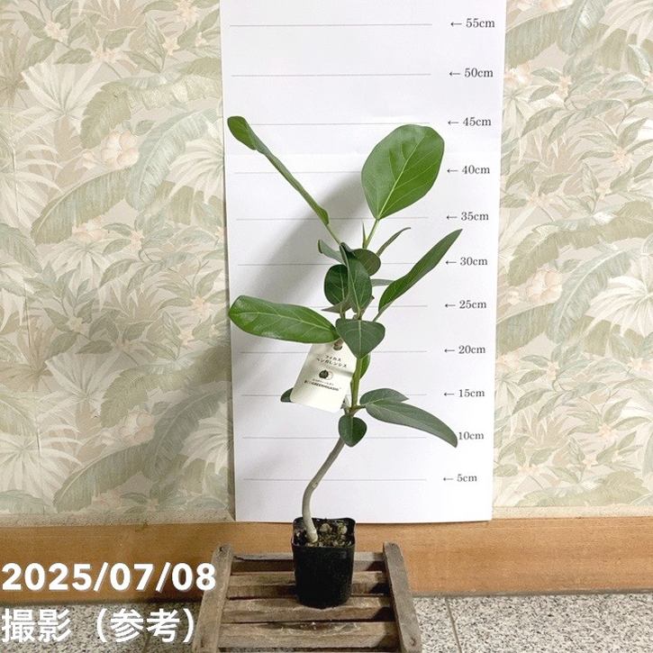 フィカス ベンガレンシス 2.5号|観葉04-PA