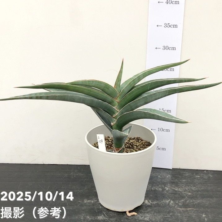 赤塚植物園自社農場,サンスベリア（サンセベリア）,サンセベリア1点物