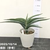 期間限定10％OFF！】【現品お届け】サンスベリア 5号 サイアムゴールド