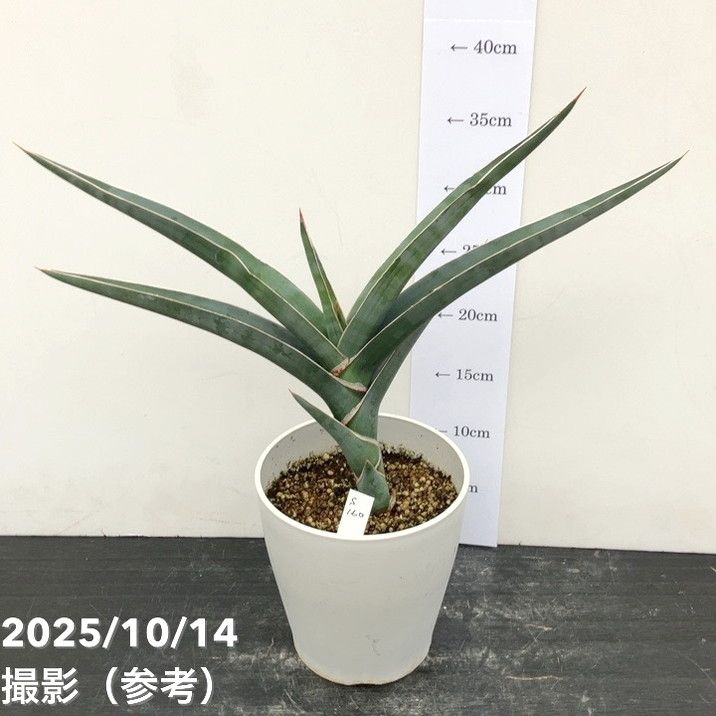 赤塚植物園自社農場,サンスベリア（サンセベリア）,サンセベリア1点物