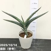 現品お届け】サンスベリア 3.5号 ロイヤルクラウン（子株）（S42