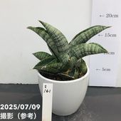 Yahoo!オークション -「ダンシングドラゴン」(観葉植物) の落札
