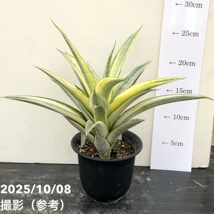 激レア！現品お届け】サンスベリア 4号 ガブリエラ ホワイト