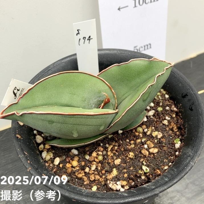 【現品お届け】サンスベリア 4号 バナナ プラ鉢（S174）｜観葉02-D2