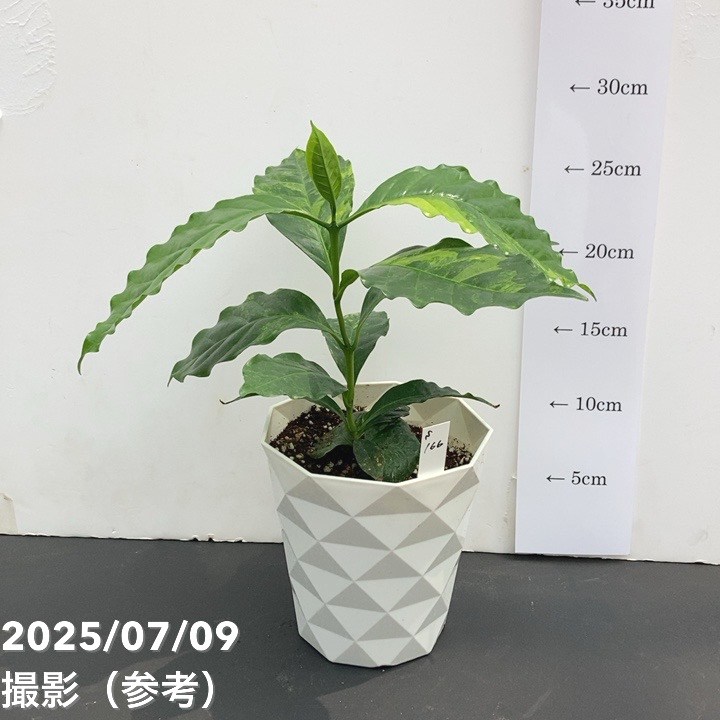 【激レア！現品お届け】コーヒーの木 4号 斑入り 白プラ鉢（S166）｜観葉02-D2