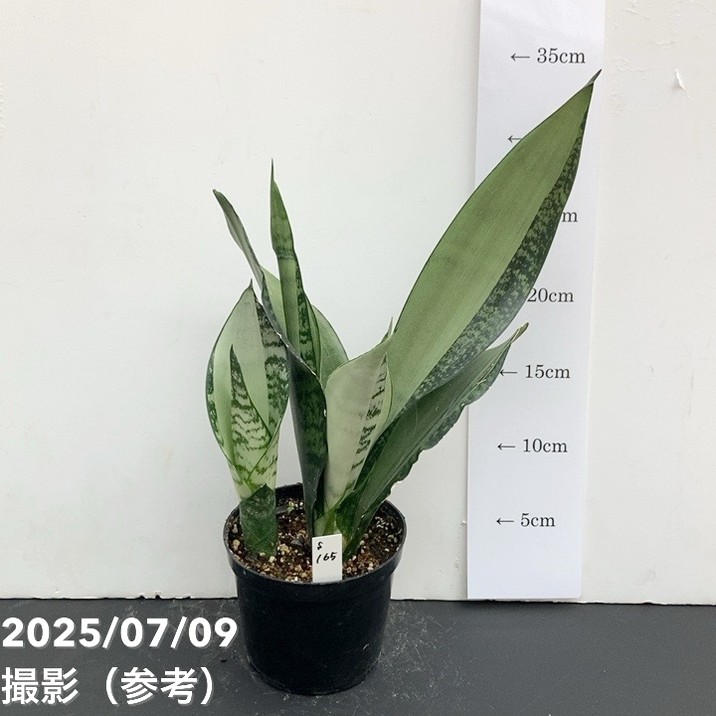 【激レア！現品お届け】サンスベリア 3.5号 ムーンシャイン（斑入り）（S165）｜観葉02-D2