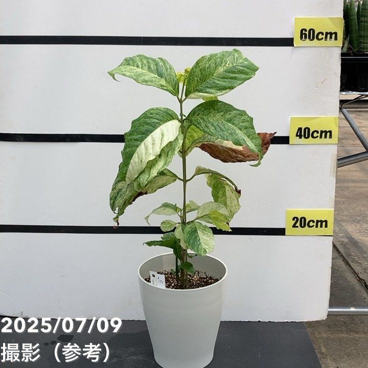 【大型】コーヒーの木・8号鉢9/6画像追加約110cm 大型】コーヒーの木・8号鉢9/6画像追加約110cm 大型】コーヒーの