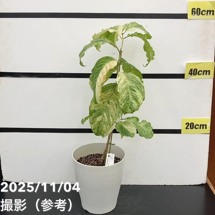 【激レア！現品お届け】コーヒーの木 アラビカ 6号 斑入り 接木苗 白プラ鉢（S171）｜観葉02-D2
