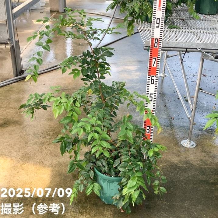 【数量限定】実生ジャボチカバ 8号 5年生苗|果樹02-D2