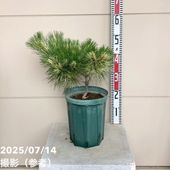 数量限定】メラレウカ スノーインサマー 8号 ※お届けに10日程度