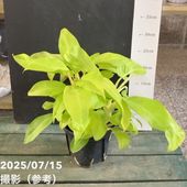 t*o様 アロカシア　シンポ　バリエガータ 🌱オキボタ購入品🌱 アロカシアピンクドラゴンイエロー