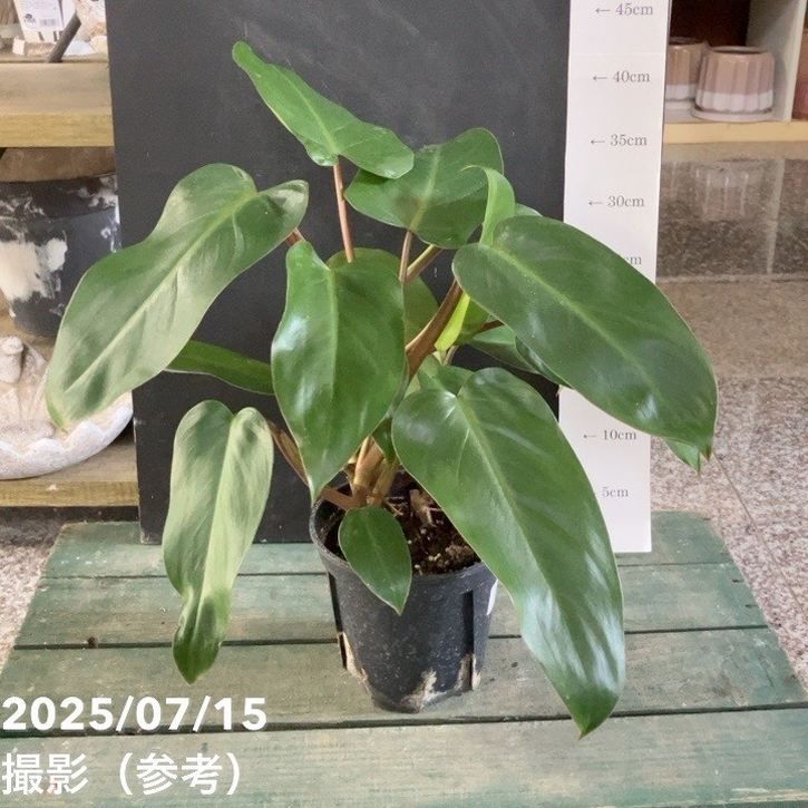 観葉・多肉,フィロデンドロンの購入なら赤塚植物園オンライン 花の音