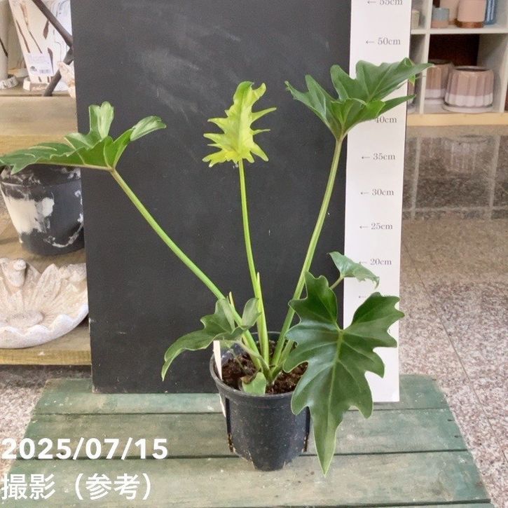 観葉・多肉,フィロデンドロンの購入なら赤塚植物園オンライン 花の音