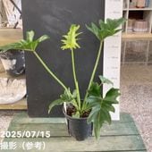 フィロデンドロン　セローム　5 フィロデンドロン・セローム 5号 おしゃれな観葉植物 ギフトにも