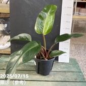 ❣️確認用でございます(o^^o) フィロデンドロン・旅人の木 ❣️確認用でございます(o^^o) フィロデンドロン・旅人の木 ❣️確認用