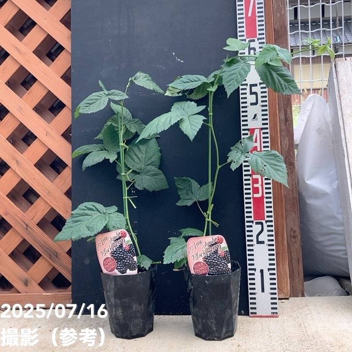 ジャンボブラックベリー あみ 3.5号×2鉢セット|果樹04-PA