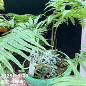 ユーフォルビア　アクチノクラダ ユーフォルビア アクチノクラダ 【多肉植物 2.5号／1個売り