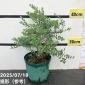 フィンガーライム　リトルルビー　５号接木苗　No370 202312_imgp7987.jpg