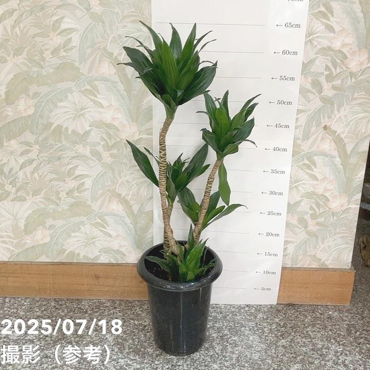 ドラセナ デレメンシス コンパクタ 5号｜観葉04-PA