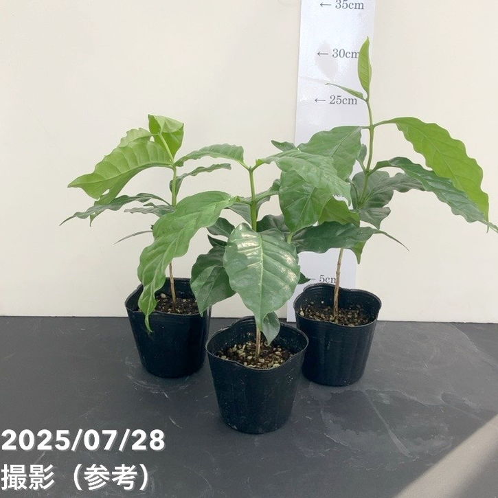 【お買い得企画】コーヒーの木 3号ポット 3個セット｜観葉02-D2