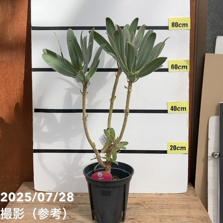 【現品お届け 訳あり】プロテア スザーラ 7号｜花木04-PA