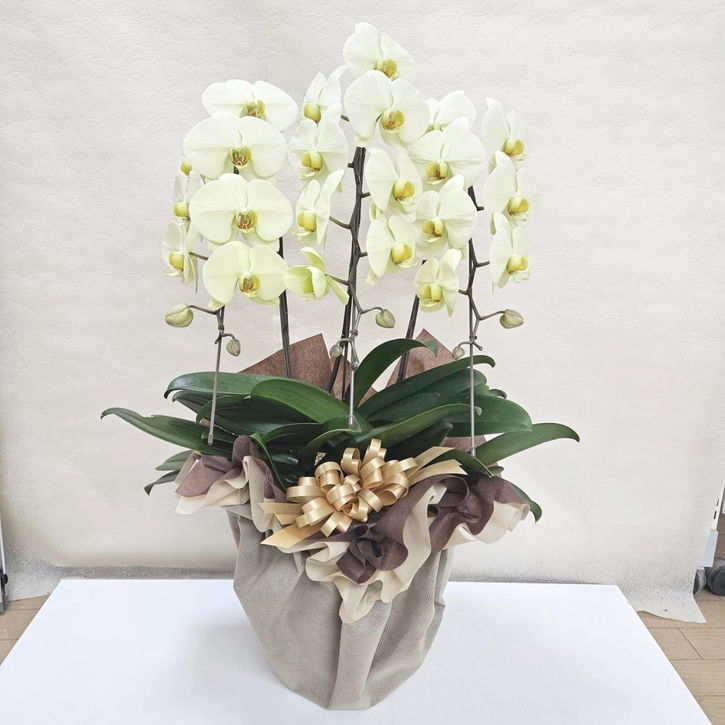 こちょうらん イエローグリーン